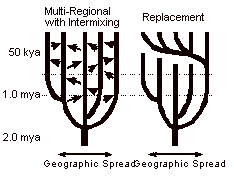 Proposed family trees of Multiregional model(left) and African Emergence Theory(right)